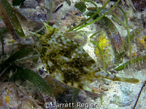 Cowfish by Jarrett Regier 
